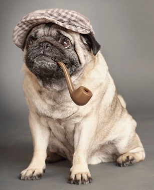 SherlockPug