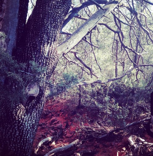 Sedona_AlligatorBarkJuniper