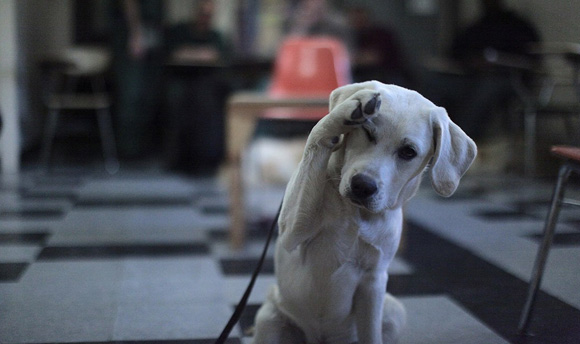 prisondogs_dogsalute