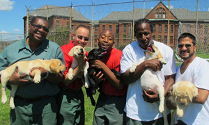 prisondogs_img