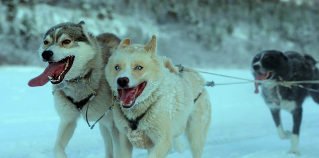 Folktales documentary - dog sledding